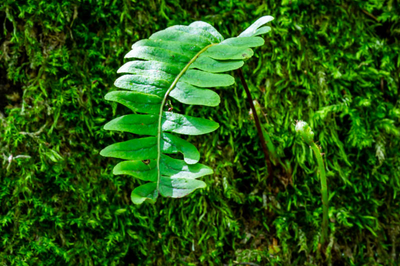 Polypodium vulgare?  S